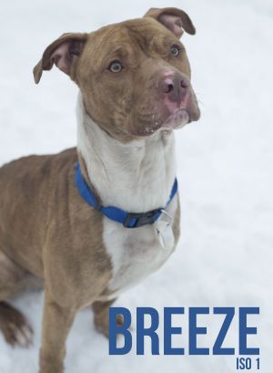 25  Breeze/Adopted