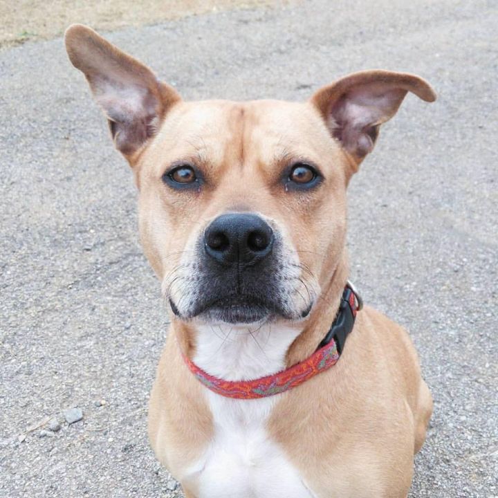 Dog for adoption - Summer, a Pit Bull Terrier in Huntsville, AL | Petfinder