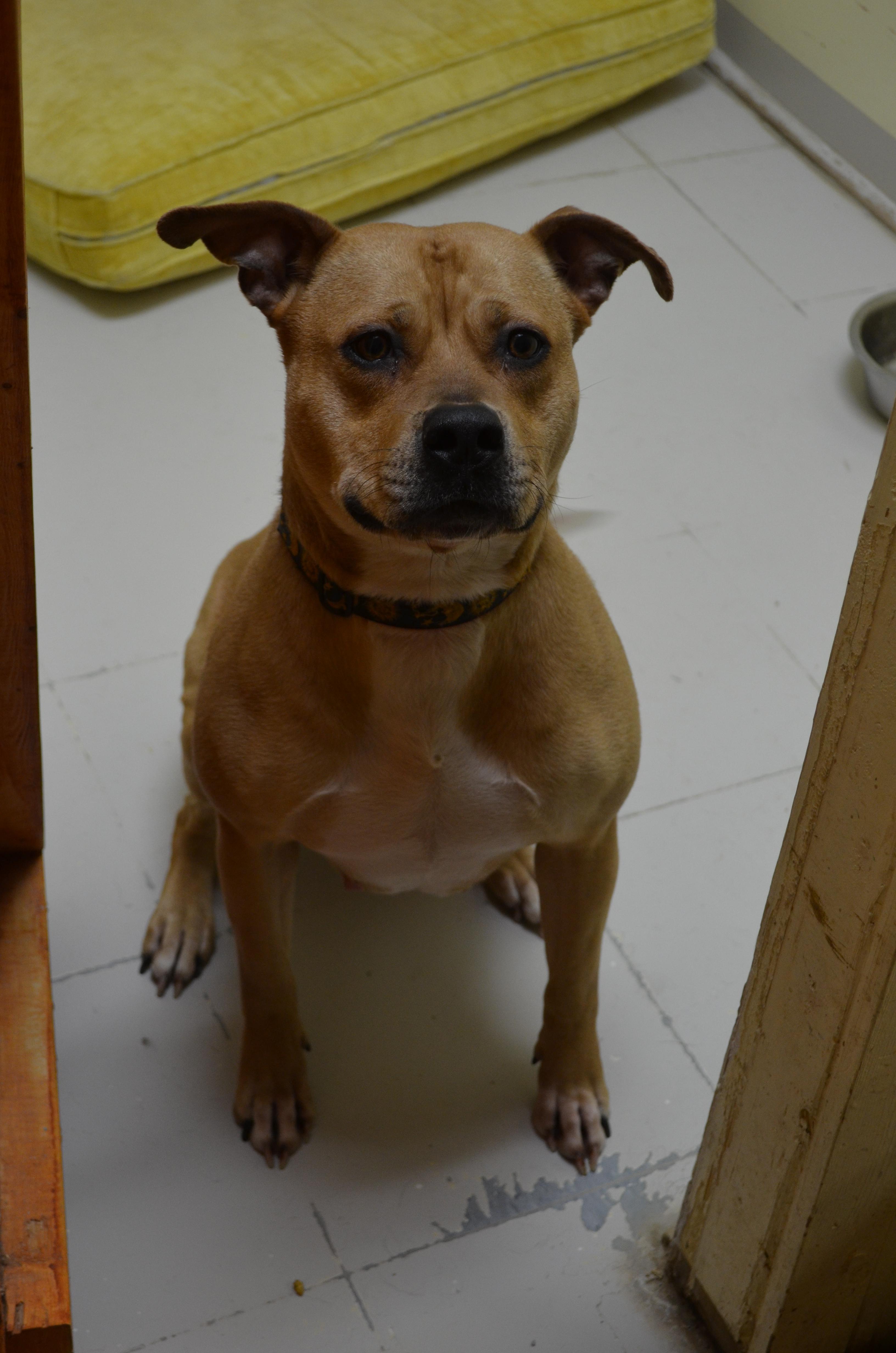 Summer, an adoptable Pit Bull Terrier in Huntsville, AL, 35802 | Photo Image 3