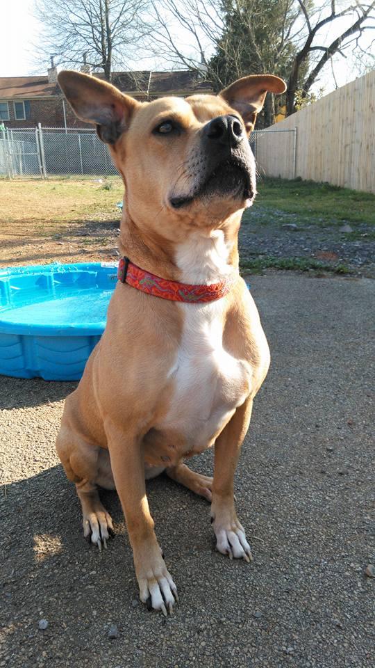 Summer, an adoptable Pit Bull Terrier in Huntsville, AL, 35802 | Photo Image 1