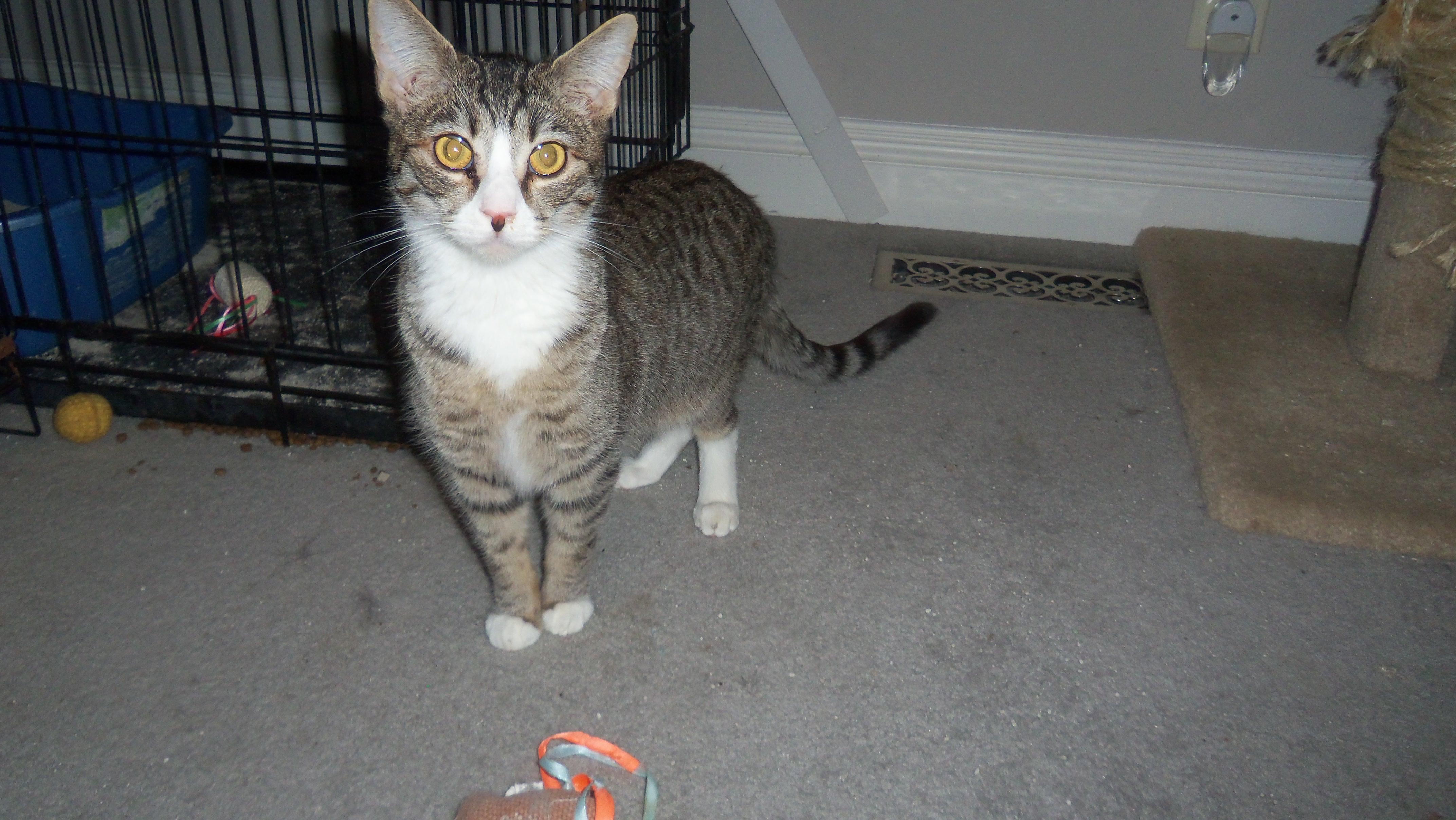 CHARLIE BROWN TABBY/WHITE LOVE BUG, an adoptable Domestic Short Hair in Danville, CA, 94526 | Photo Image 3