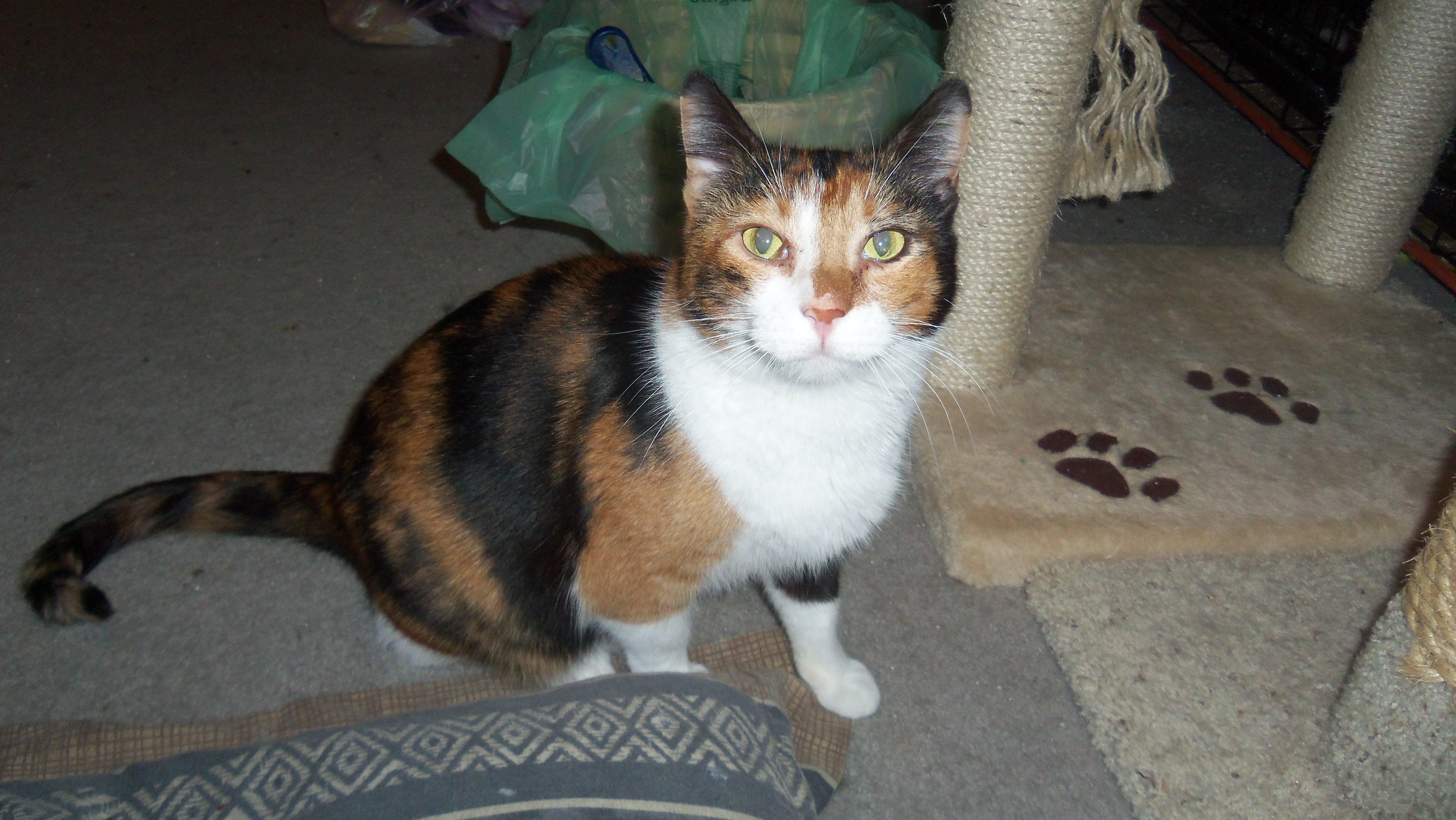 CRACKER LOVING SWEET CALICO, an adoptable Calico in Danville, CA, 94526 | Photo Image 1