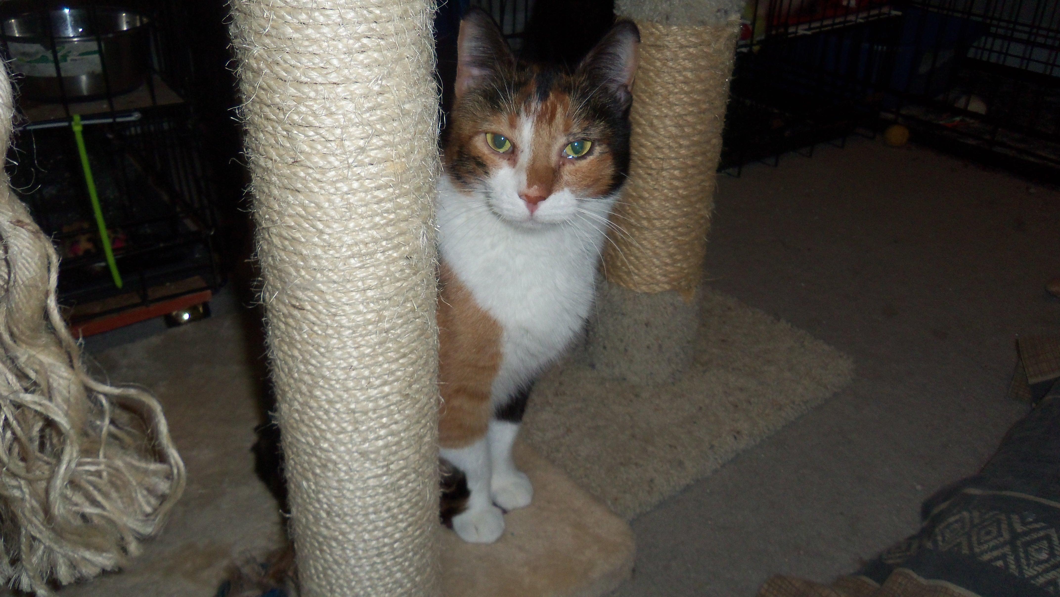 CRACKER LOVING SWEET CALICO, an adoptable Calico in Danville, CA, 94526 | Photo Image 2