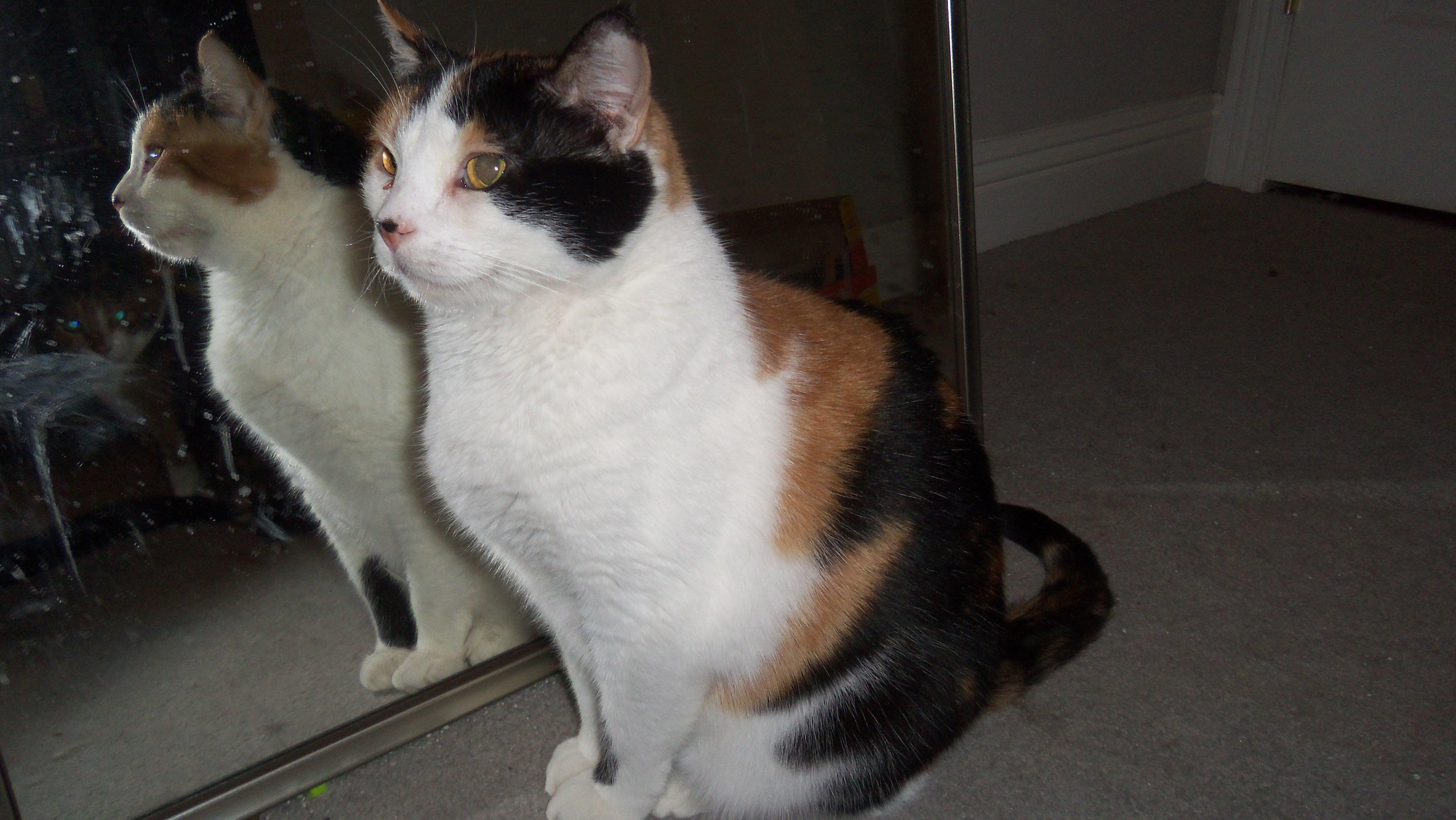 SALEM PLAYFUL SWEET CALICO, an adoptable Calico in Danville, CA, 94526 | Photo Image 1