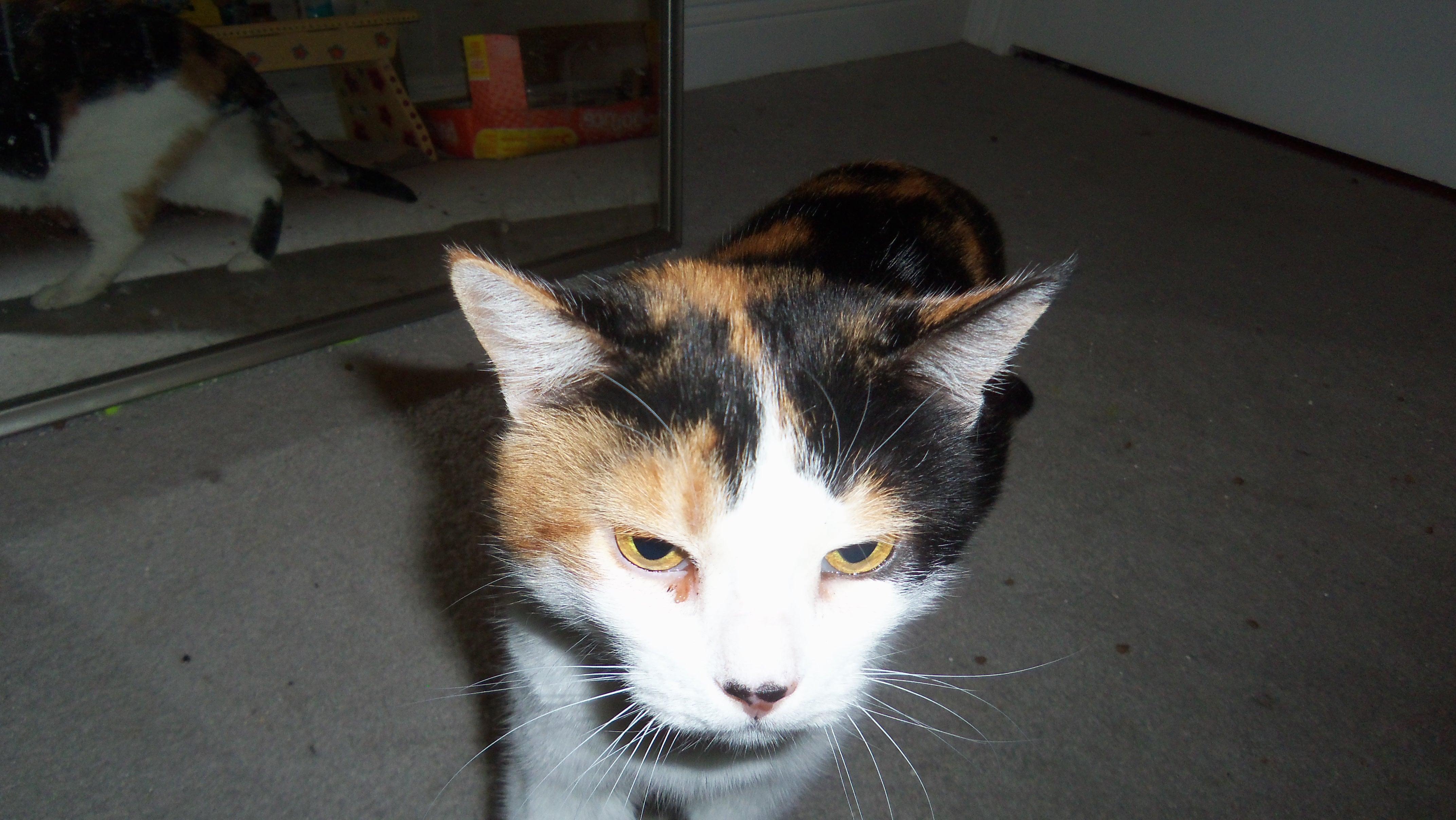 SALEM PLAYFUL SWEET CALICO, an adoptable Calico in Danville, CA, 94526 | Photo Image 2