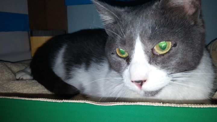 GISELLE VERY AFFECTIONATE TOO SWEET, an adoptable Domestic Short Hair in Danville, CA_image-1