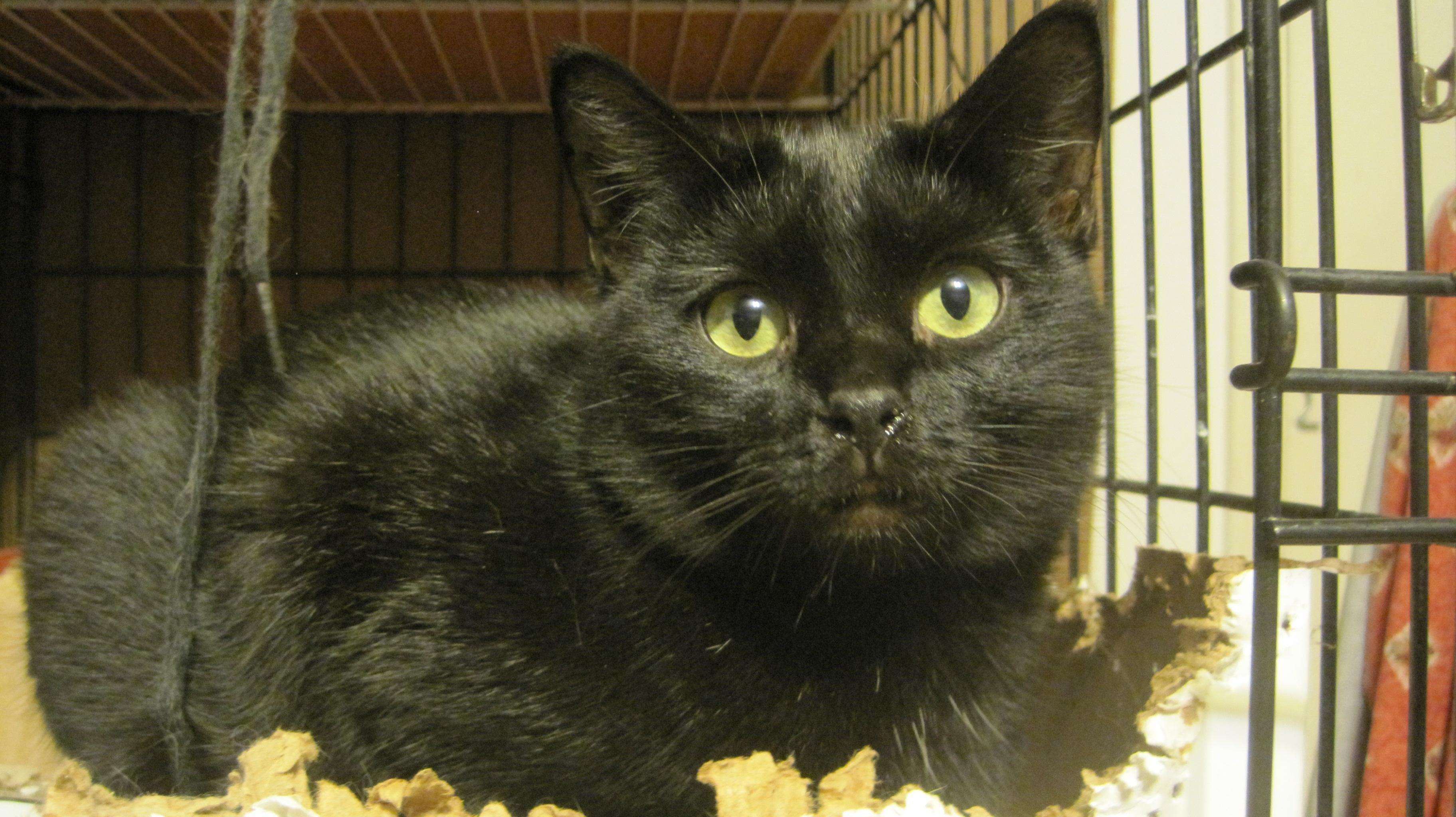 HELENA SHY BOY BUT SWEET, an adoptable Domestic Short Hair in Danville, CA, 94526 | Photo Image 1
