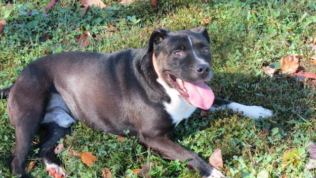 Smiling Ricky, an adoptable Terrier, Labrador Retriever in Amherst, NY, 14226 | Photo Image 1