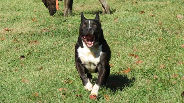 Smiling Ricky, an adoptable Terrier, Labrador Retriever in Amherst, NY, 14226 | Photo Image 2