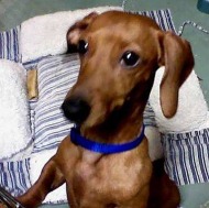 Virginia Rose (DE), an adoptable Dachshund in Dover, DE, 19901 | Photo Image 1