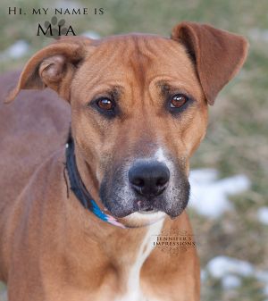 MIA-6-8 month old pup. Found emaciated on street. Sweet & gentle girl!!
