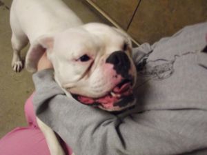 Lily **Deaf** Please Help!