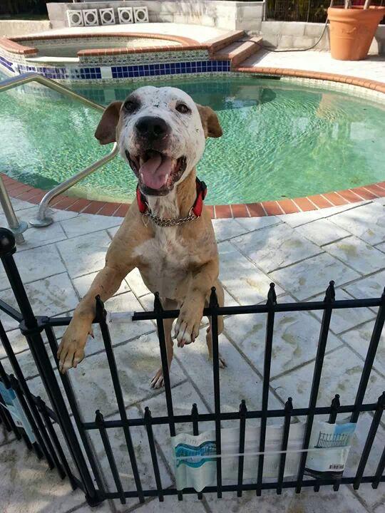 Romeo, an adoptable American Bulldog & Pit Bull Terrier Mix in West Palm Beach, FL_image-1