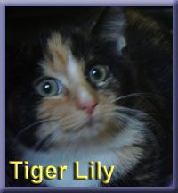 Tiger Lily 2