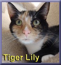 Tiger Lily 3
