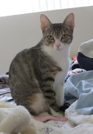 Leah Mya - I would love to have a kitten brother or sister!