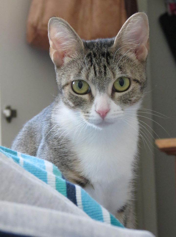 Leah Mya - I would love to have a kitten brother or sister! 2