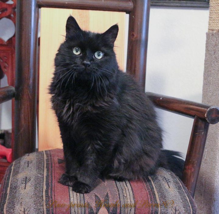 Bertie- Sanctuary Cat-Seeking a Forever Foster 2
