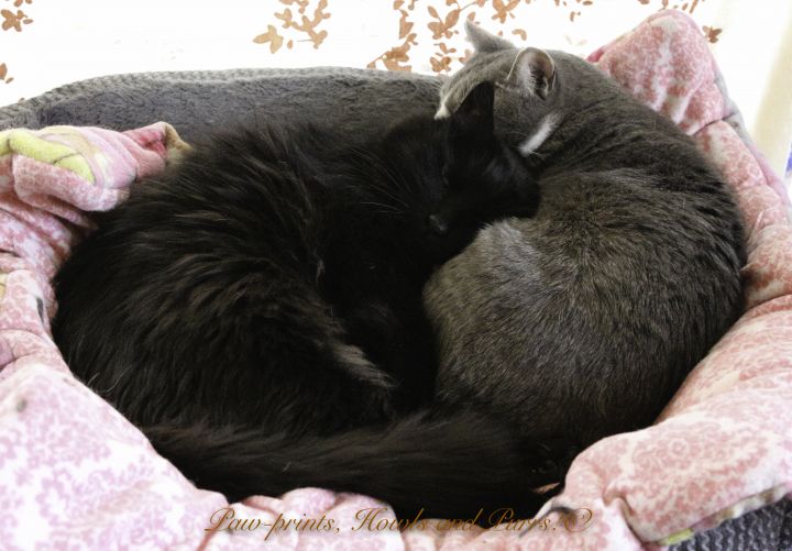 Bertie- Sanctuary Cat-Seeking a Forever Foster 5