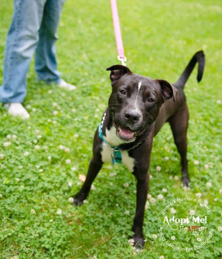 Poe 122239, an adopted Black Labrador Retriever & Pit Bull Terrier Mix in Newark, NJ_image-1