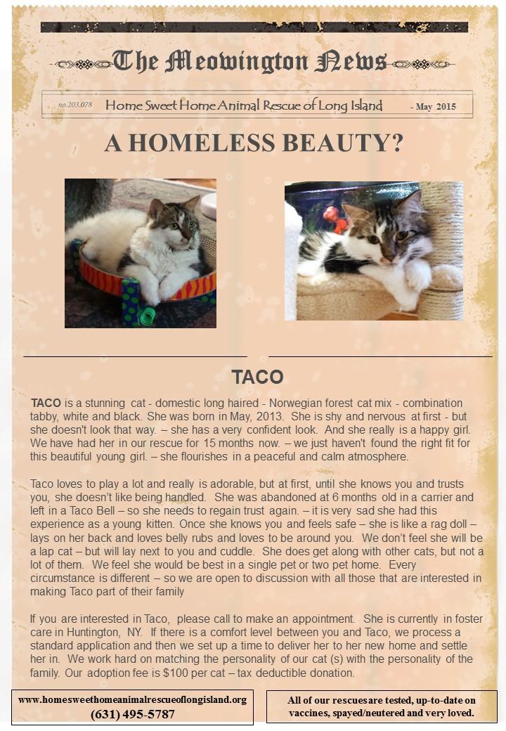 Taco, an adoptable Domestic Long Hair, Norwegian Forest Cat in Huntington Station, NY, 11746 | Photo Image 3