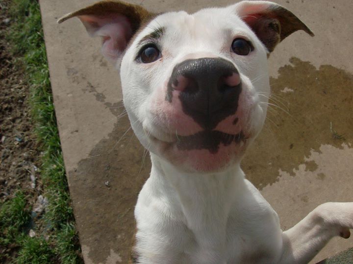 Trixie, an adoptable Pit Bull Terrier in Olean, NY, 14760 | Photo Image 2