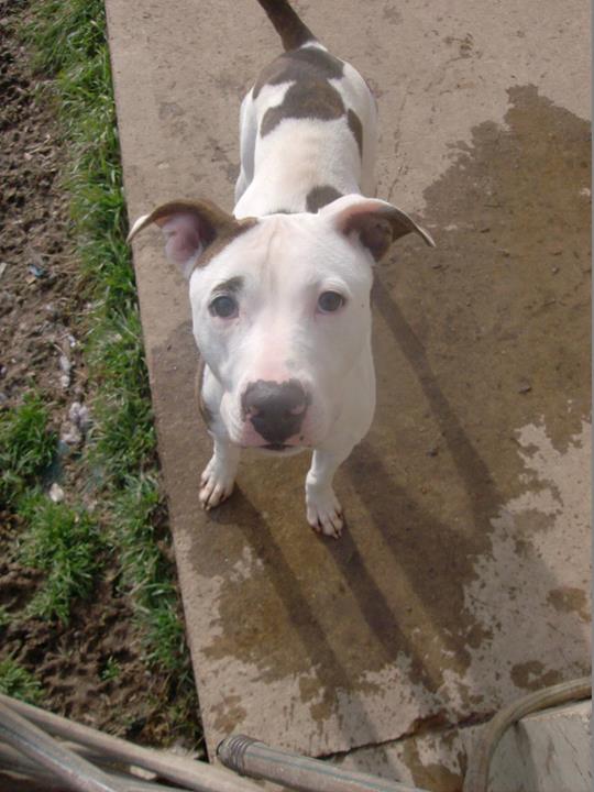 Trixie, an adoptable Pit Bull Terrier in Olean, NY, 14760 | Photo Image 3