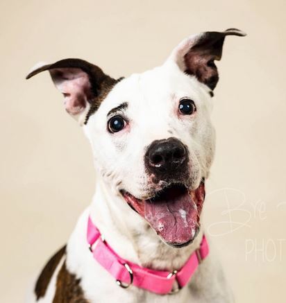 Trixie, an adoptable Pit Bull Terrier in Olean, NY, 14760 | Photo Image 1