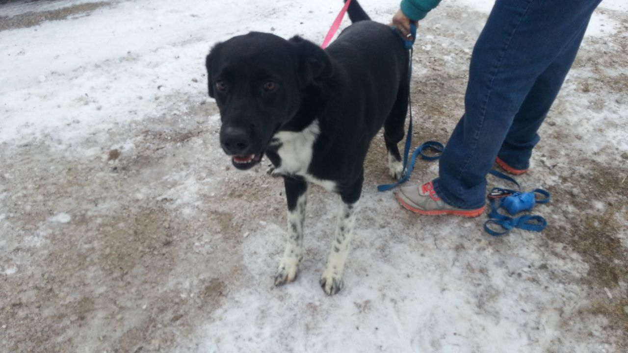 Agnes, an adoptable Border Collie in Osawatomie, KS, 66064 | Photo Image 1