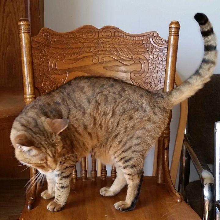 Cat for adoption - GRACIE B, a Bengal in Sardinia, OH ...