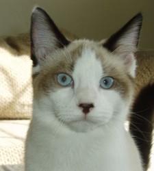 SOYNA, an adoptable Siamese, Himalayan in Sardinia, OH, 45171 | Photo Image 2