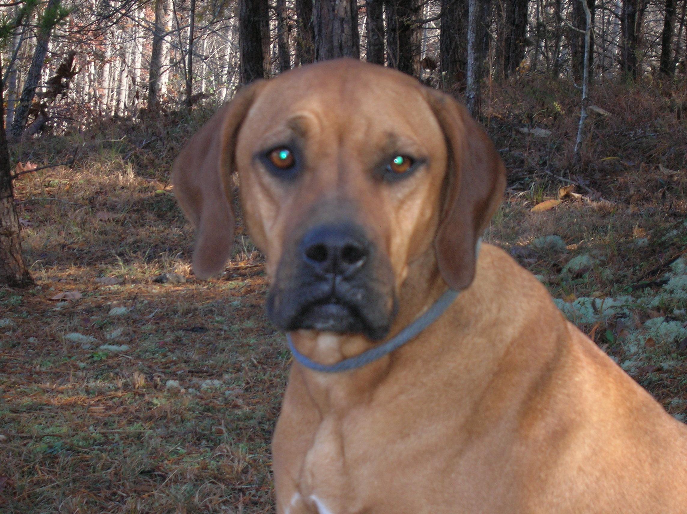 Georgia Belle, an adoptable Redbone Coonhound, Boxer in Westminster, SC, 29693 | Photo Image 1