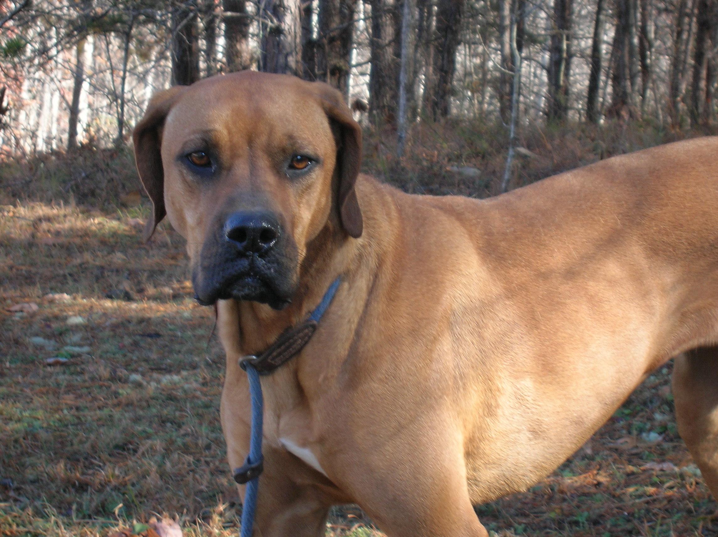 Georgia Belle, an adoptable Redbone Coonhound, Boxer in Westminster, SC, 29693 | Photo Image 2