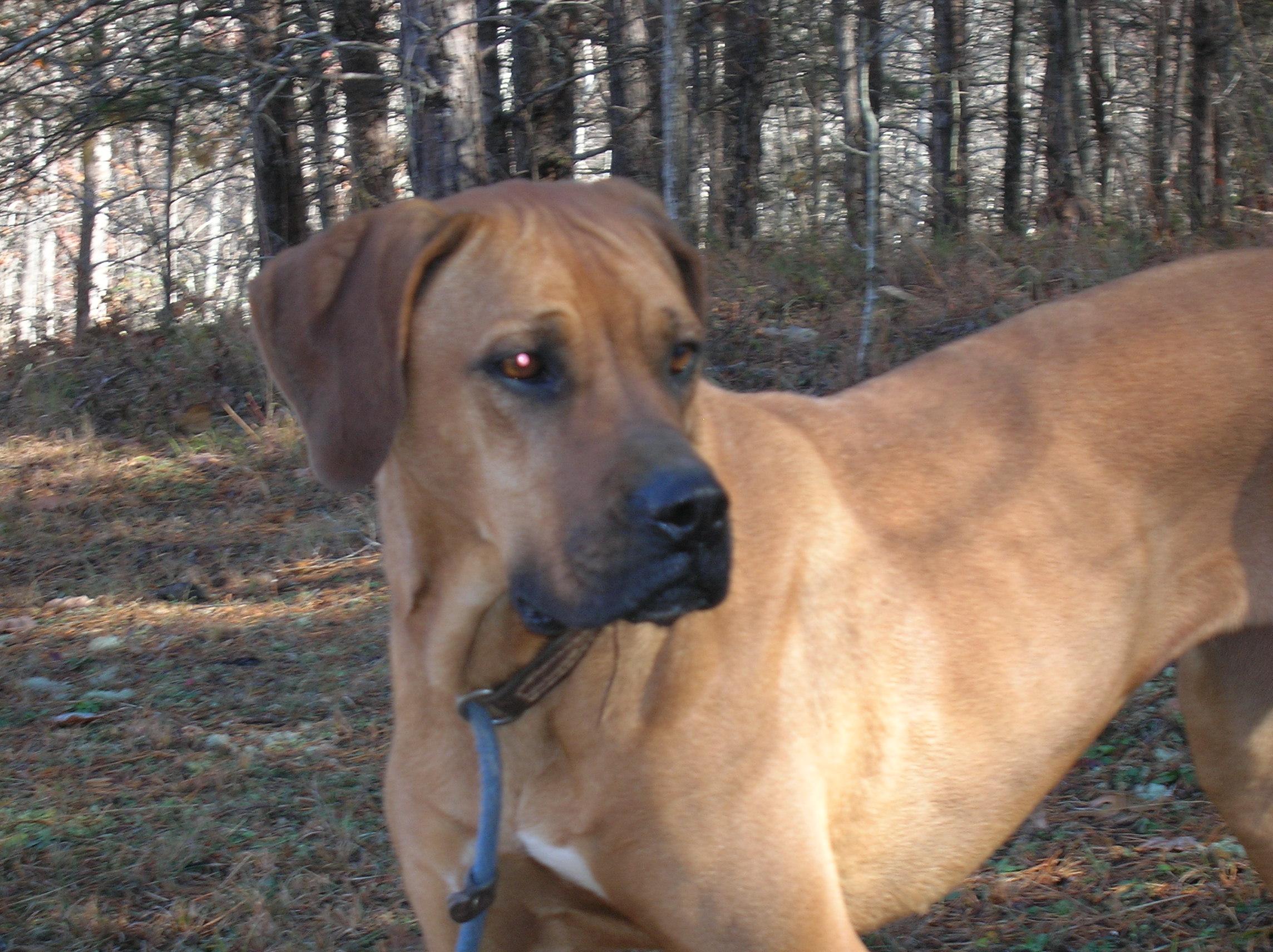 Georgia Belle, an adoptable Redbone Coonhound, Boxer in Westminster, SC, 29693 | Photo Image 3