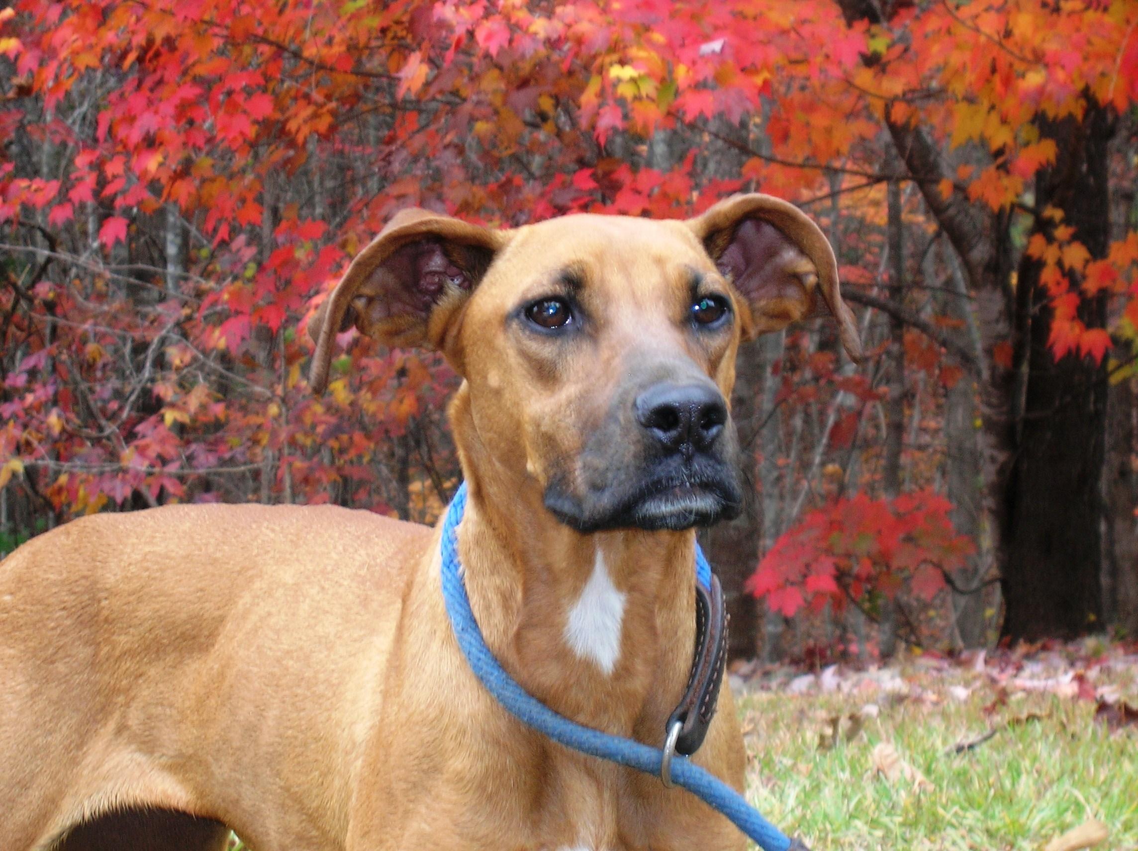 Haley, an adoptable Hound in Westminster, SC, 29693 | Photo Image 1