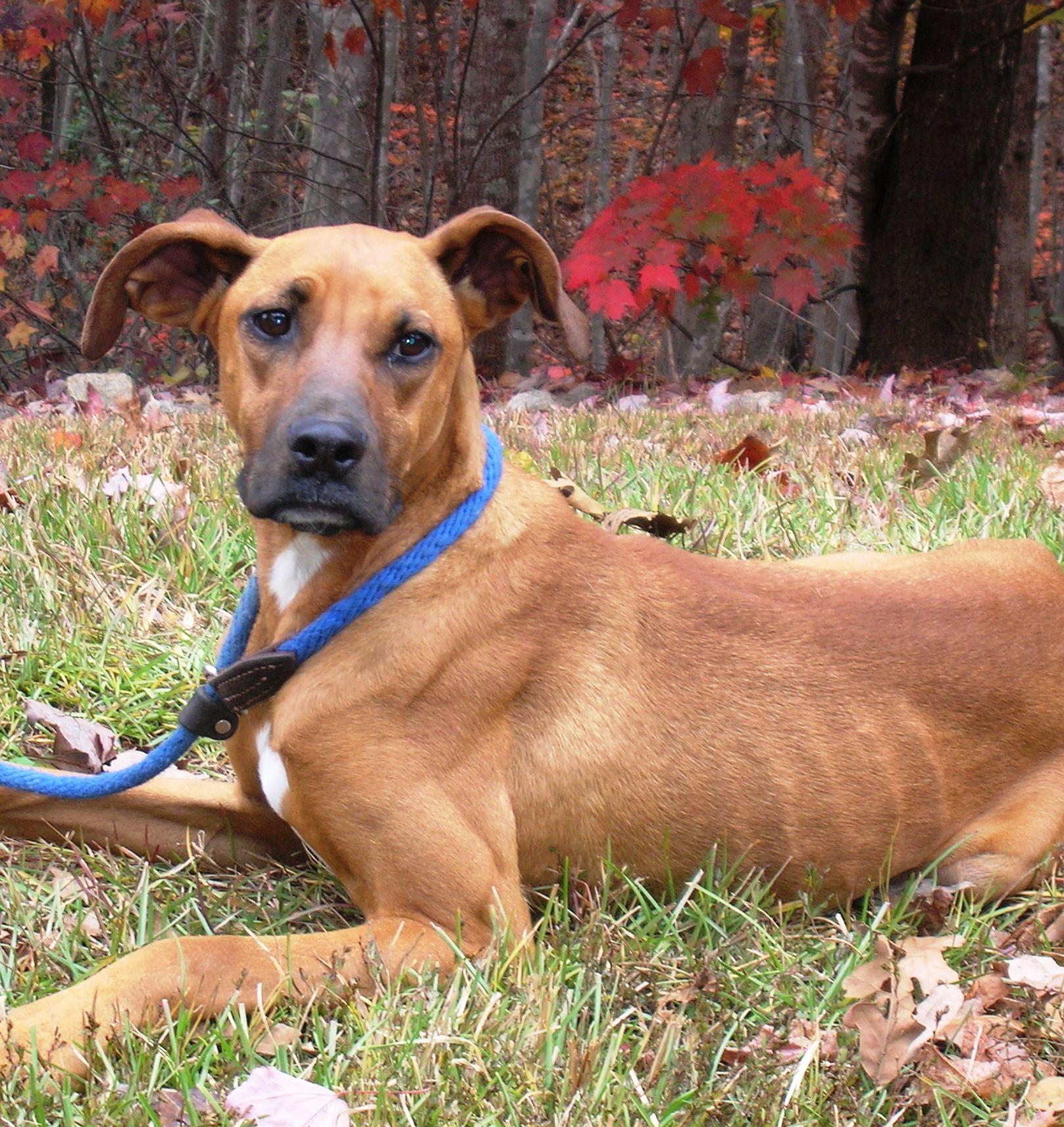 Haley, an adoptable Hound in Westminster, SC, 29693 | Photo Image 2