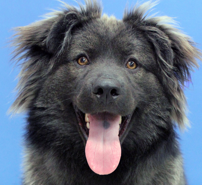 Grizzly: Adopted!