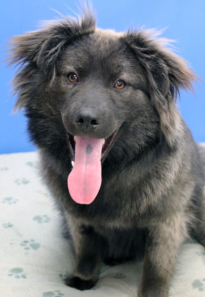 Grizzly: Adopted! 3