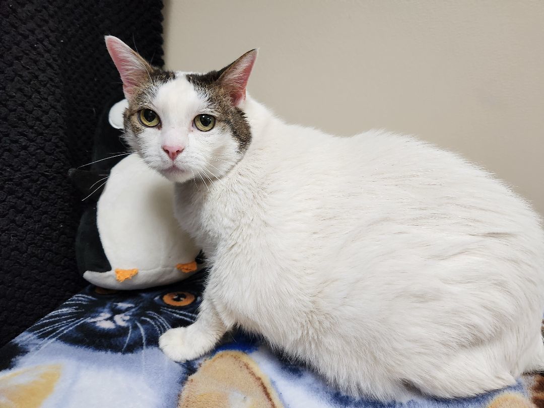 Patience , an adoptable Domestic Short Hair in Hawk Point, MO, 63349 | Photo Image 3