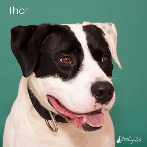 Thor **ADOPTED** 3
