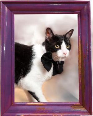 Mr. Kitty-$50.00 Adoption fee!