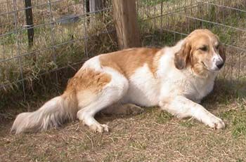 Crystal, an adoptable Great Pyrenees, Mixed Breed in Seguin, TX, 78155 | Photo Image 4