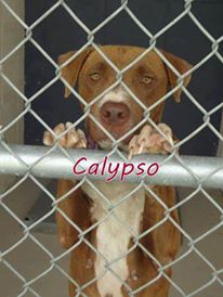 Calypso 2