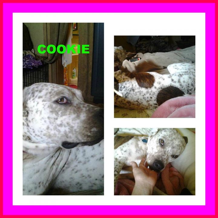 Cookie 1