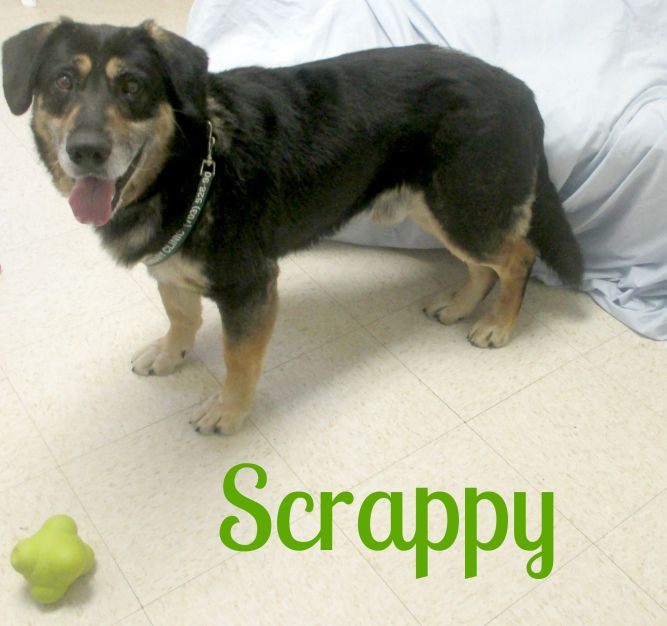 Scrappy