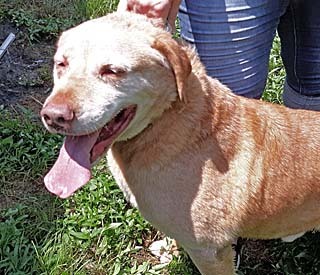 White Sox, an adoptable Yellow Labrador Retriever in Philippi, WV, 26416 | Photo Image 3