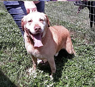 White Sox, an adoptable Yellow Labrador Retriever in Philippi, WV, 26416 | Photo Image 1