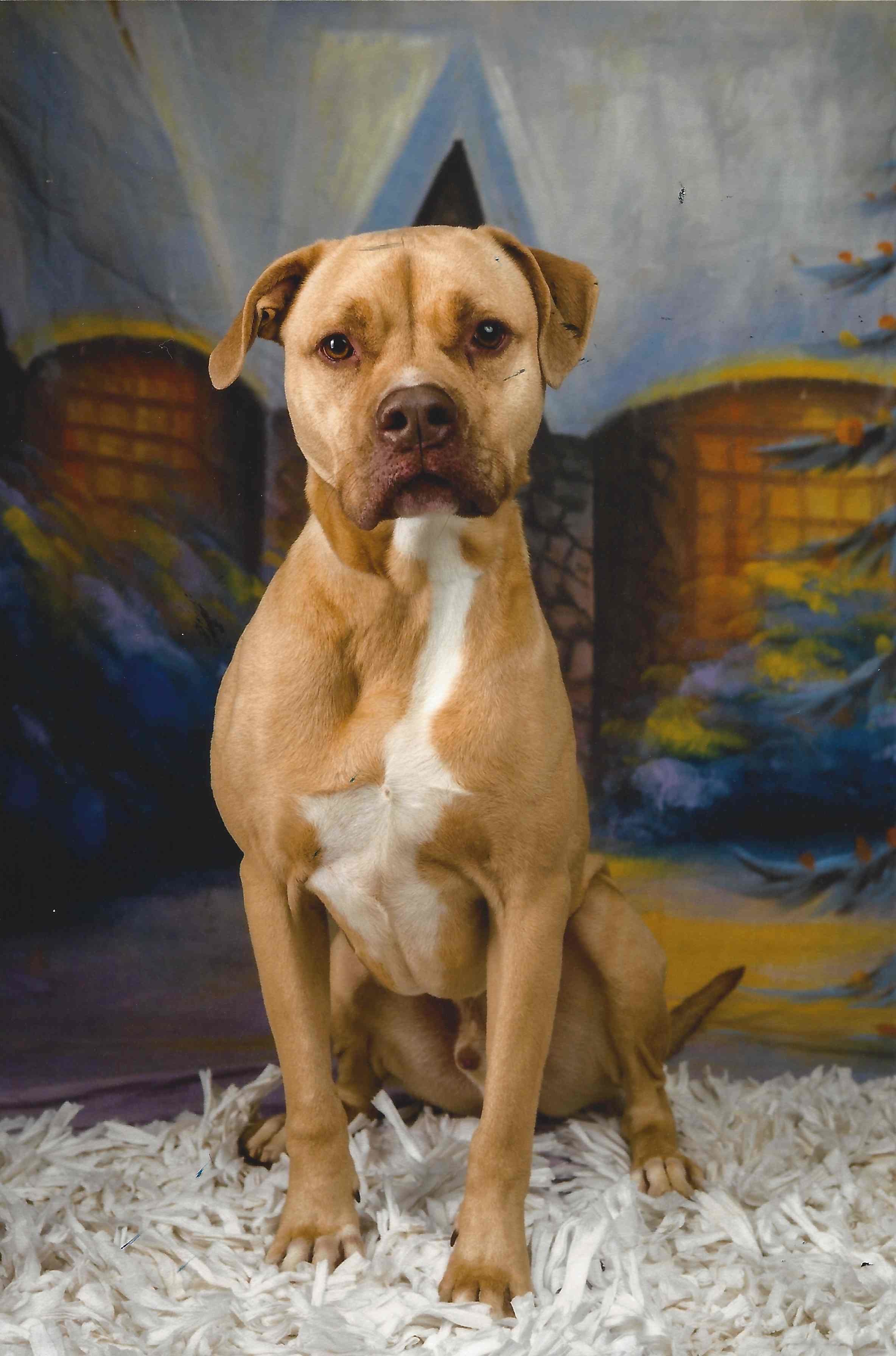 Jack, an adoptable Boxer, Pit Bull Terrier in Bloomington, IL, 61704 | Photo Image 1