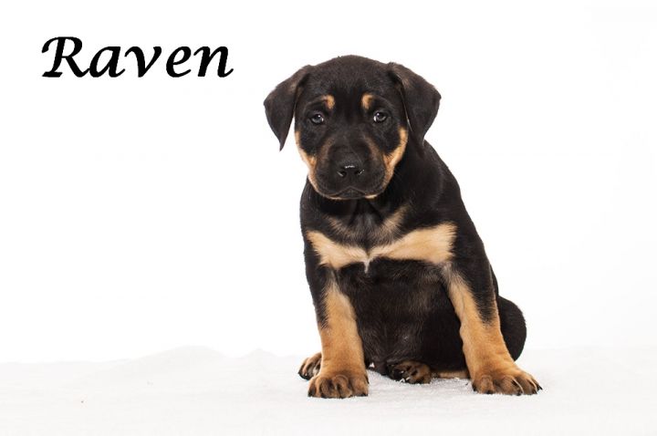 Raven - Adopted 03/22/2014 2