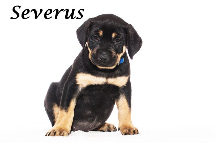 Severus - Adopted 03/22/2014 2